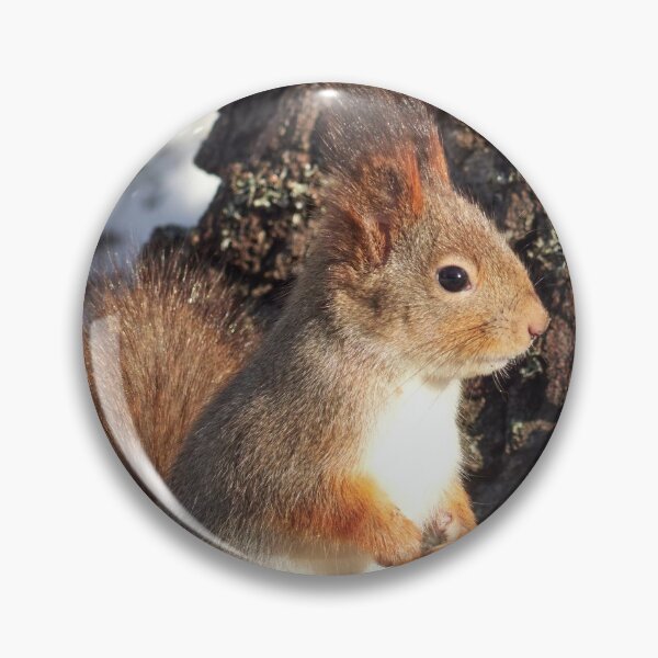 Item preview, In the sunlight. Eurasian red squirrel designed and sold by Jouko Lehto Photography.