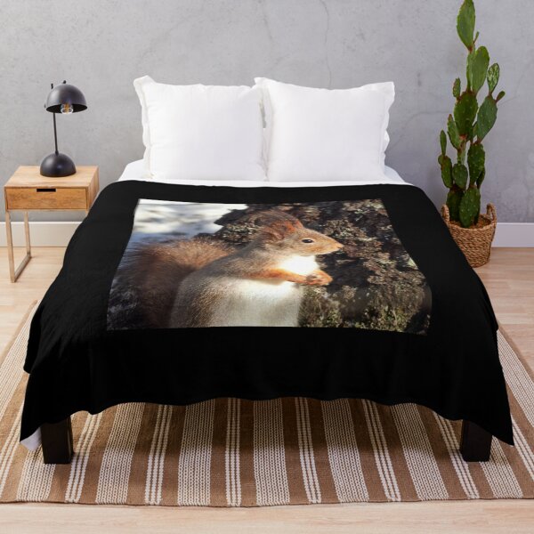 Item preview, In the sunlight. Eurasian red squirrel designed and sold by Jouko Lehto Photography.