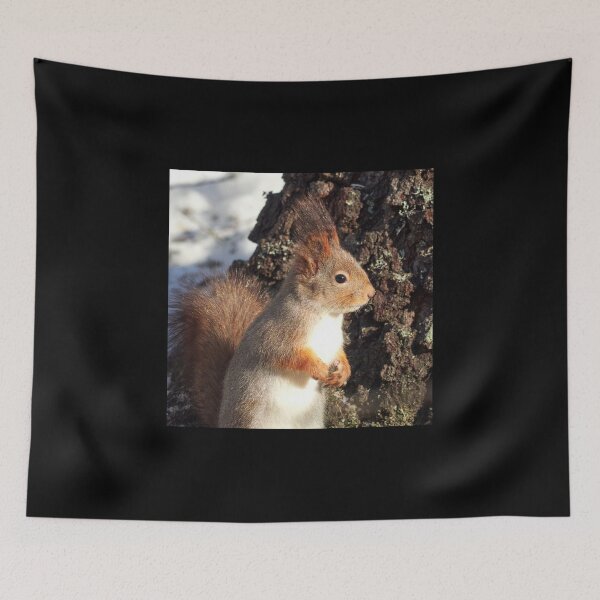Item preview, In the sunlight. Eurasian red squirrel designed and sold by Jouko Lehto Photography.