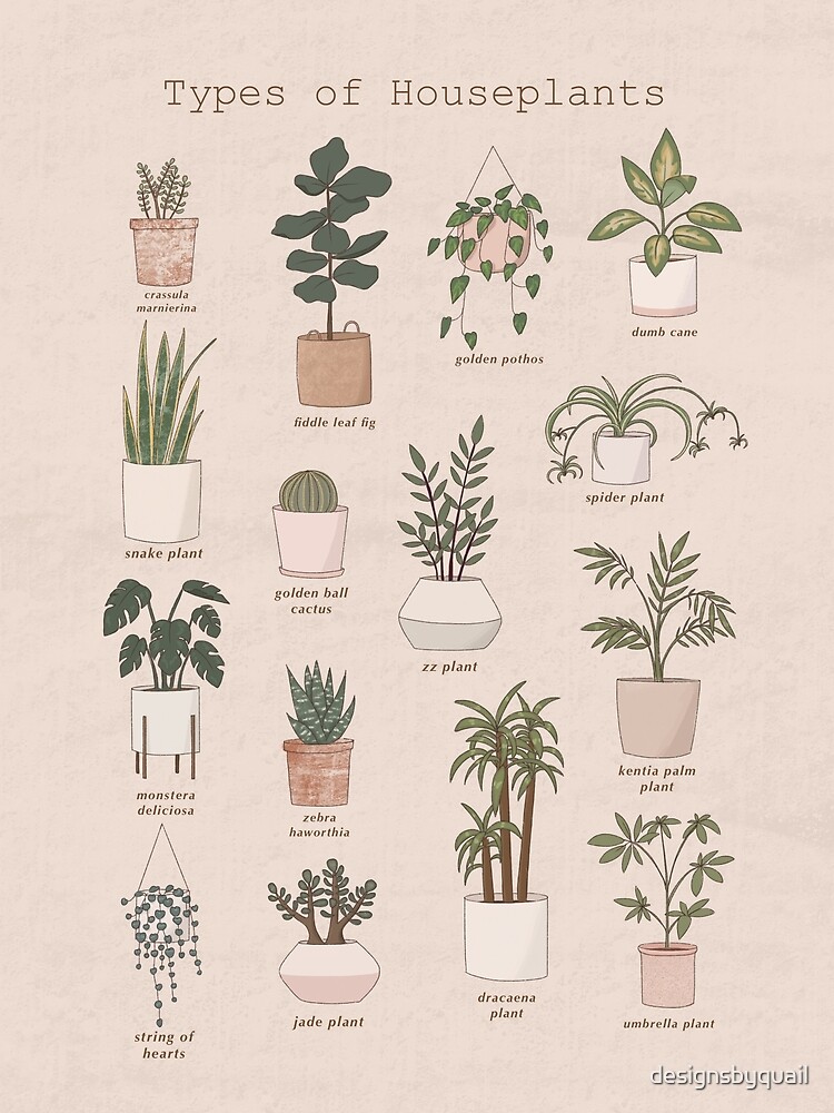 tipos de plantas de interior