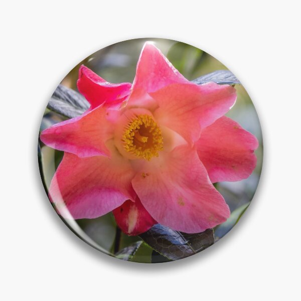 Item preview, Pink camellia flower, with branches and leaves in the background. designed and sold by AylaHarbich.