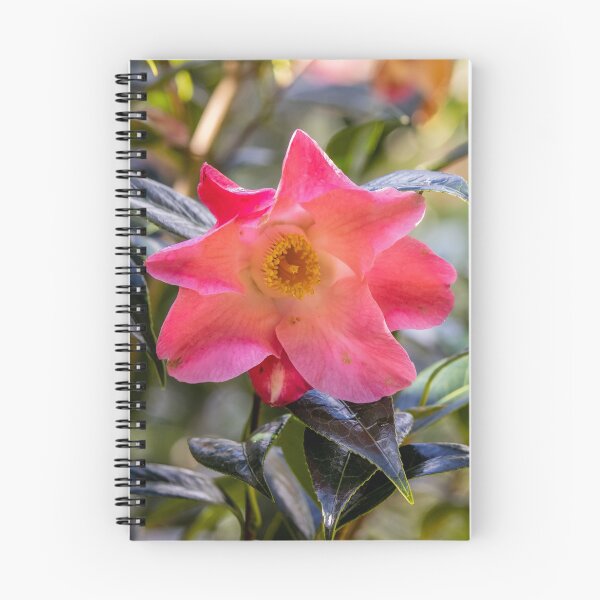 Item preview, Pink camellia flower, with branches and leaves in the background. designed and sold by AylaHarbich.