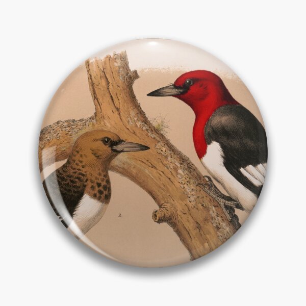 Item preview, Woodpeckers 1874 restored lithograph designed and sold by aapshop.