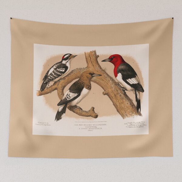 Item preview, Woodpeckers 1874 restored lithograph designed and sold by aapshop.