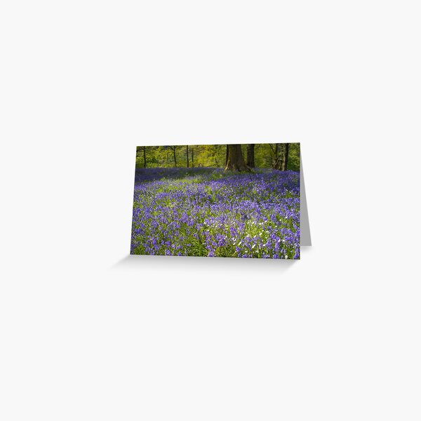 Bluebell Wood Greeting Card
