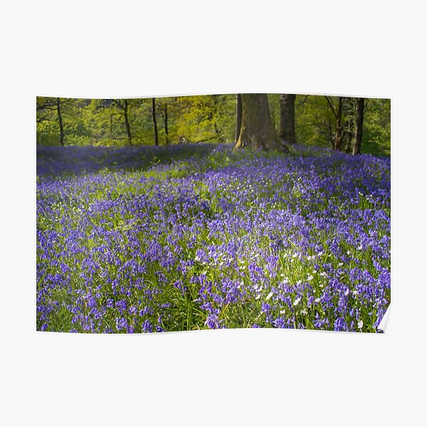 Bluebell Wood Poster