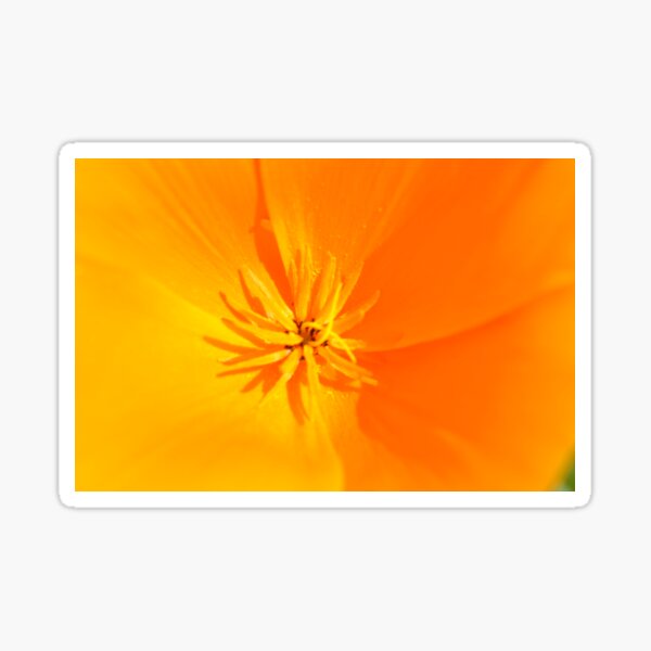 Item preview, California Poppy - Eschscholzia californica designed and sold by Tinyevilpixie1.