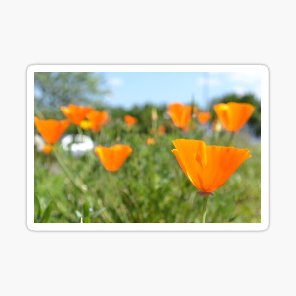 Item preview, The California Poppy Eschscholzia californica designed and sold by Tinyevilpixie1.