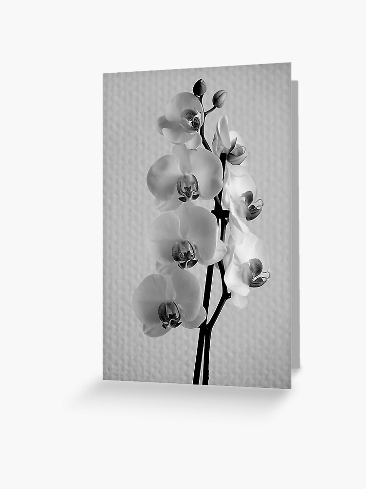 Tarjetas de felicitación «Flores de orquídeas blancas en monocromo» de  CarolinaReina | Redbubble