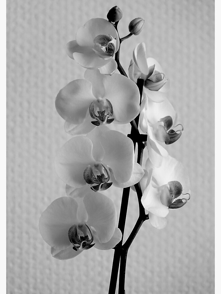 Orquídea elegante Noir