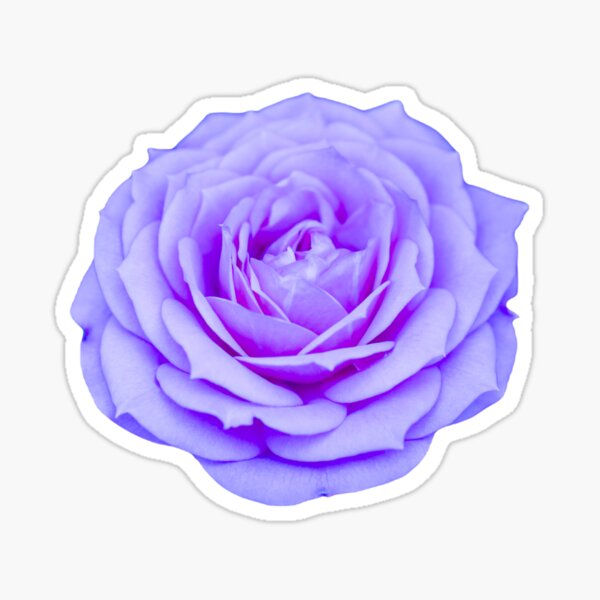 Purple/Blue realistic rose Sticker