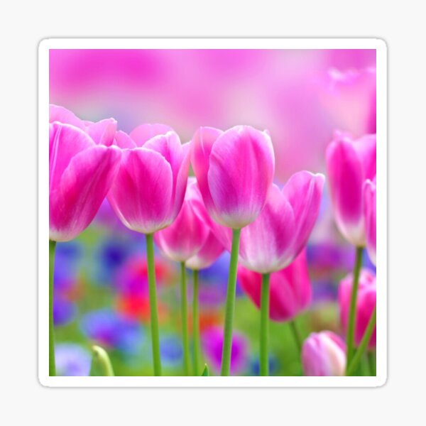Item preview, Beautiful Pink Floral Merchandise designed and sold by cindyfordyce.