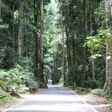 Artwork thumbnail, Australian Rainforest drive by NJH110