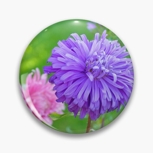 Item preview, A Lilac Aster designed and sold by Orla Cahill Photography.