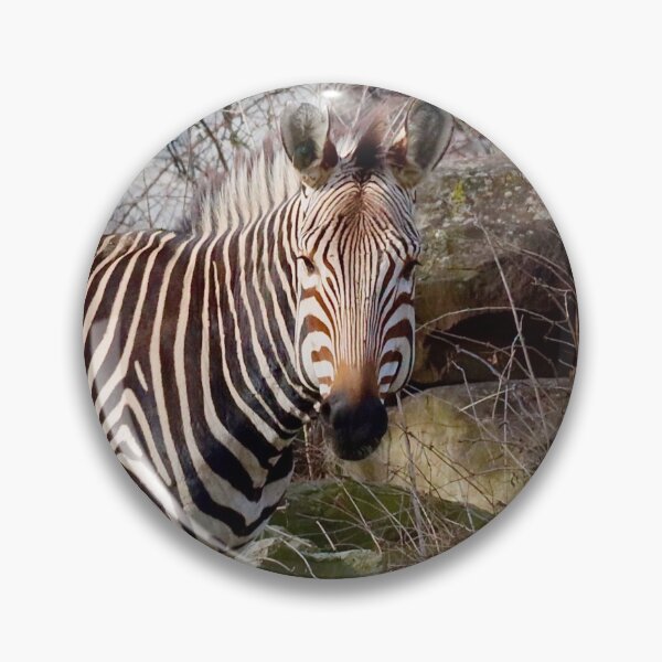 Artikelvorschau, Einsames Zebra gegen Felswand entworfen und verkauft von KMDavidPhoto.