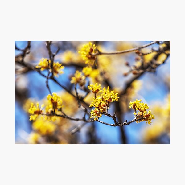 Item preview, Cornus Officinalis or Sansuyu designed and sold by aaronchoi.