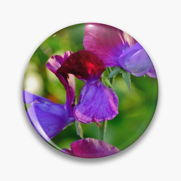 Item preview, Lathyrus Odoratus - Variegated designed and sold by Orla Cahill Photography.