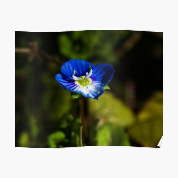 Speedwell Flower Poster
