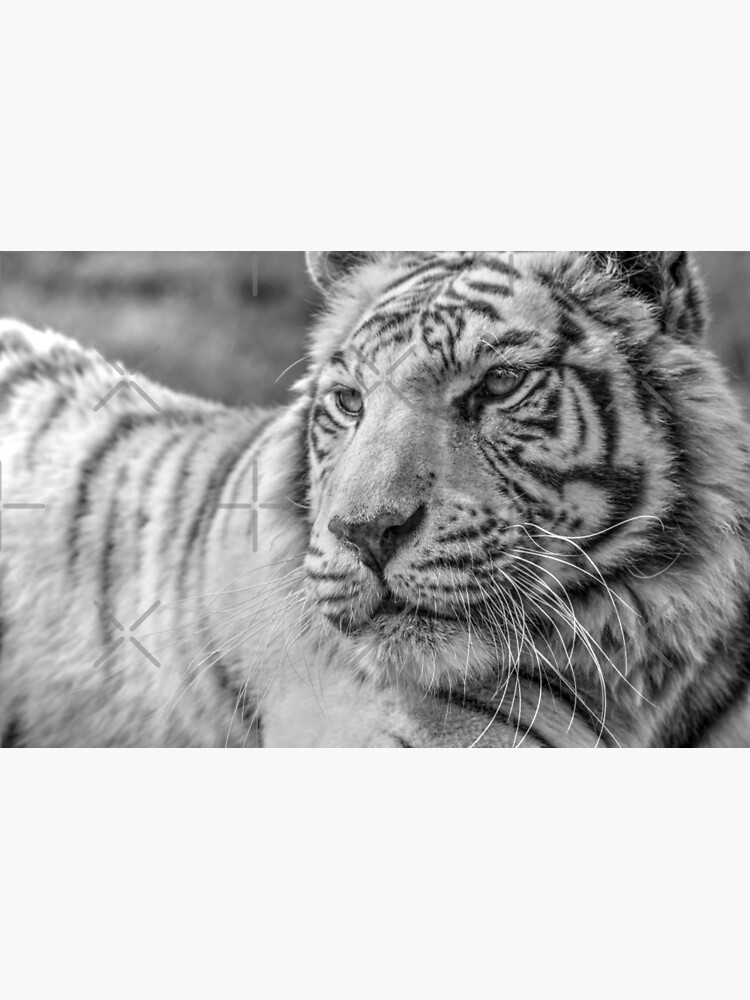 White Bengal Tiger 3 Poster By Susibradley Redbubble