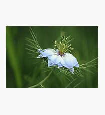 Nigella Damascena Photographic Print