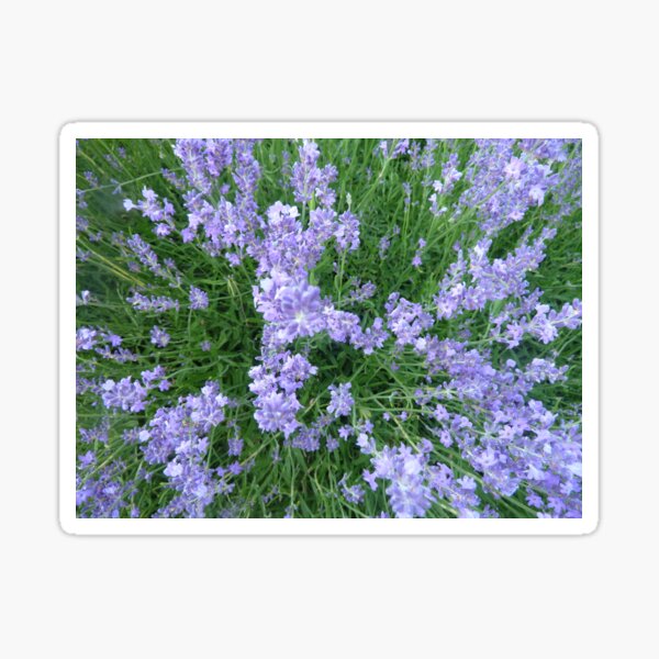"Lavender" Sticker for Sale by Phoenixphoxes Redbubble