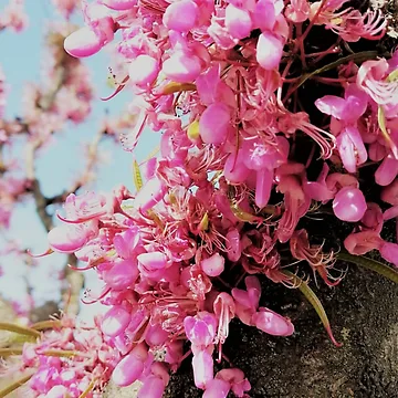 Artwork thumbnail, Spring by Andelos2