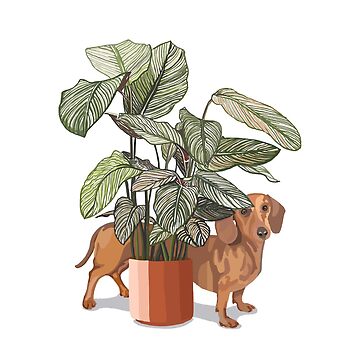 Artwork thumbnail, Dachshund sausage dog with house plant by Rosalind Ingram
