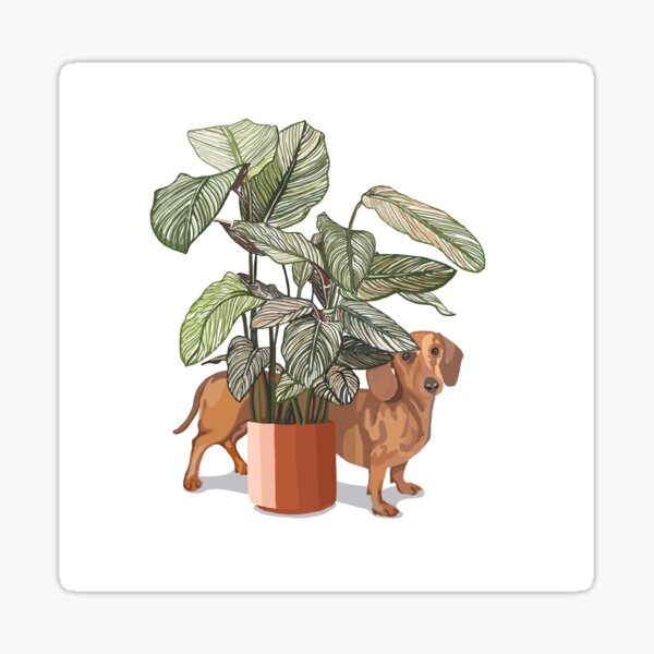Dachshund sausage dog with house plant Sticker