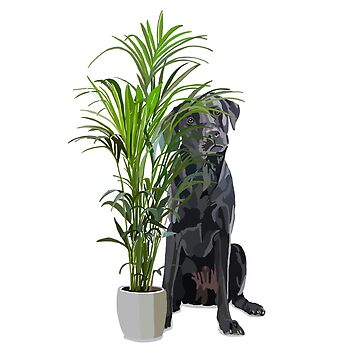 Artwork thumbnail, Black Labrador and house plant by Rosalind Ingram