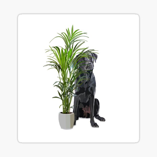 Black Labrador and house plant Sticker