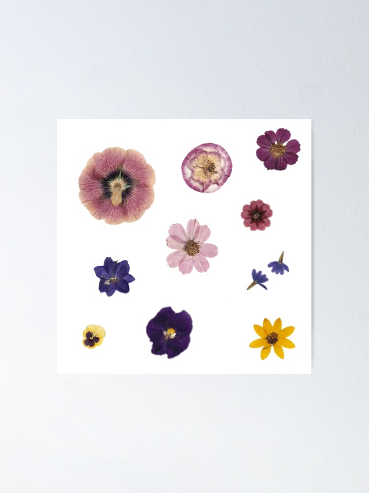 Póster «FLORES SECAS PRENSADAS» de darsh30 | Redbubble Póster «FLORES SECAS PRENSADAS» de darsh30 | Redbubble