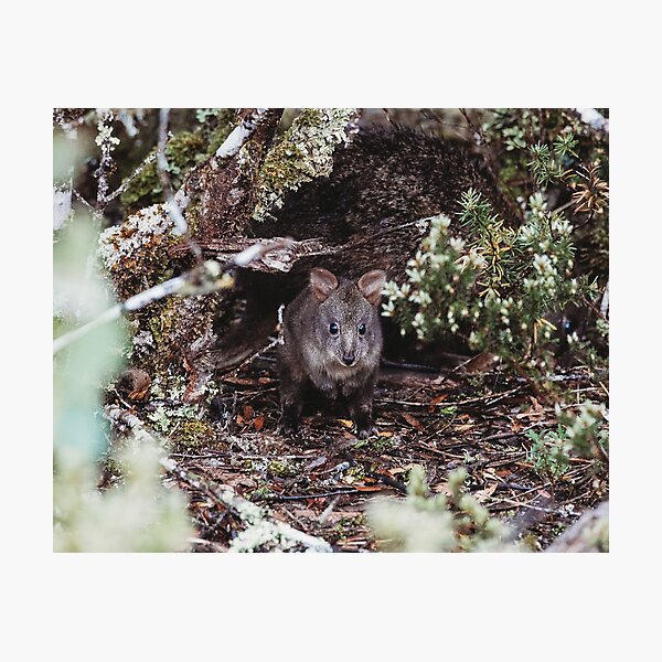 Item preview, Pademelon  designed and sold by DeborahPhotog.