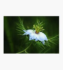 Nigella Damascena (Painterly Version) Photographic Print