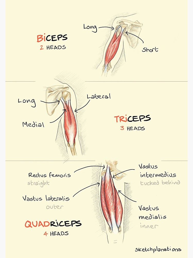 Biceps, triceps, quadriceps | Spiral Notebook