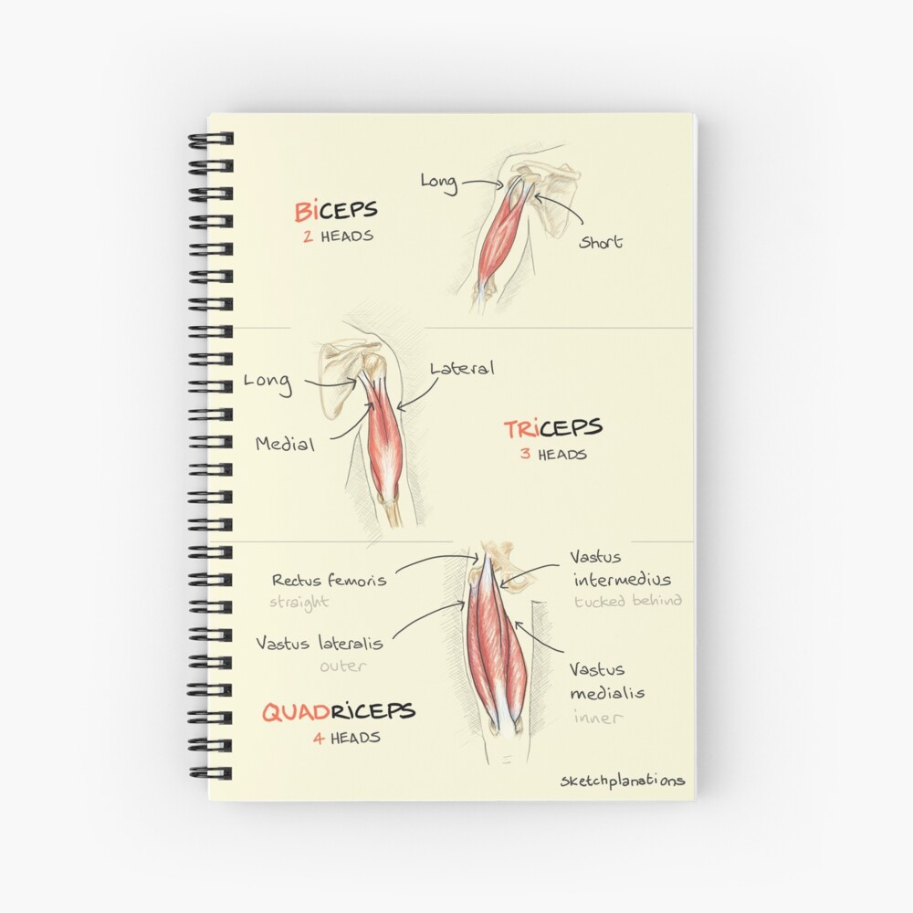 Biceps, triceps, quadriceps Greeting Card for Sale by sketchplanator
