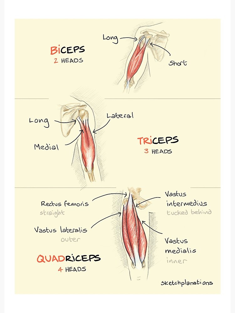 Biceps, triceps, quadriceps