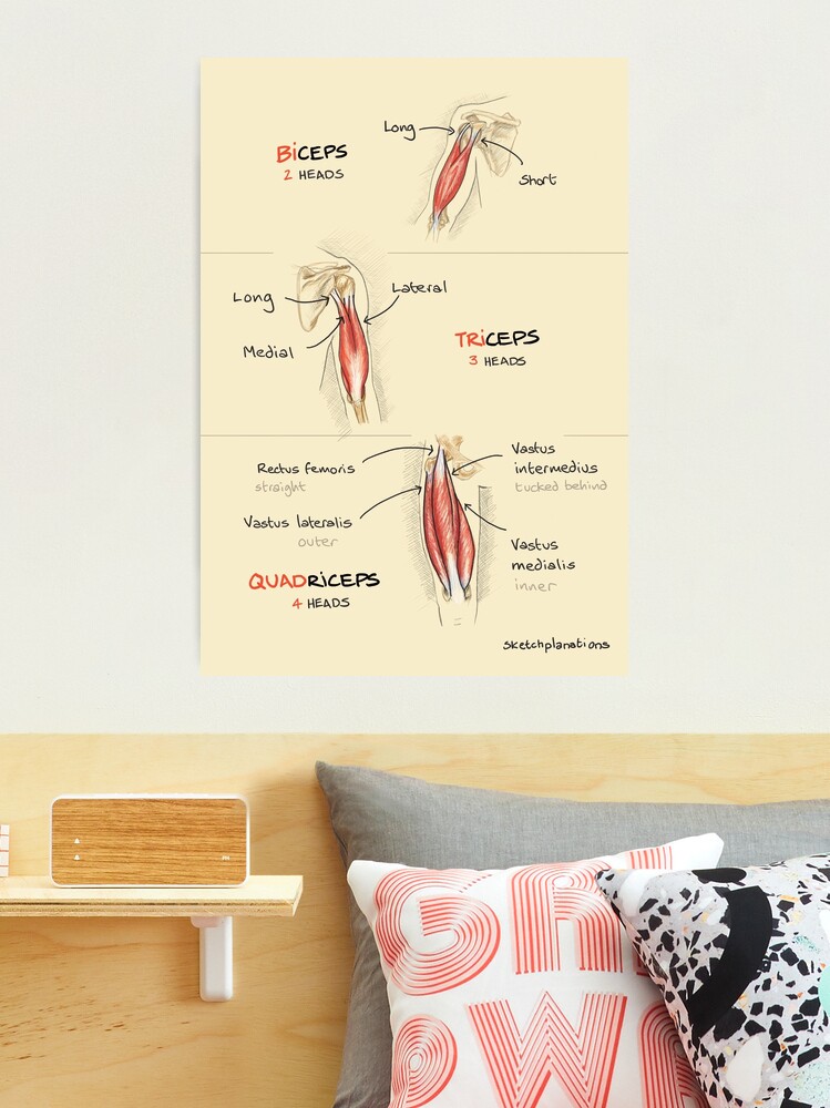 Biceps, triceps, quadriceps Photographic Print for Sale by sketchplanator