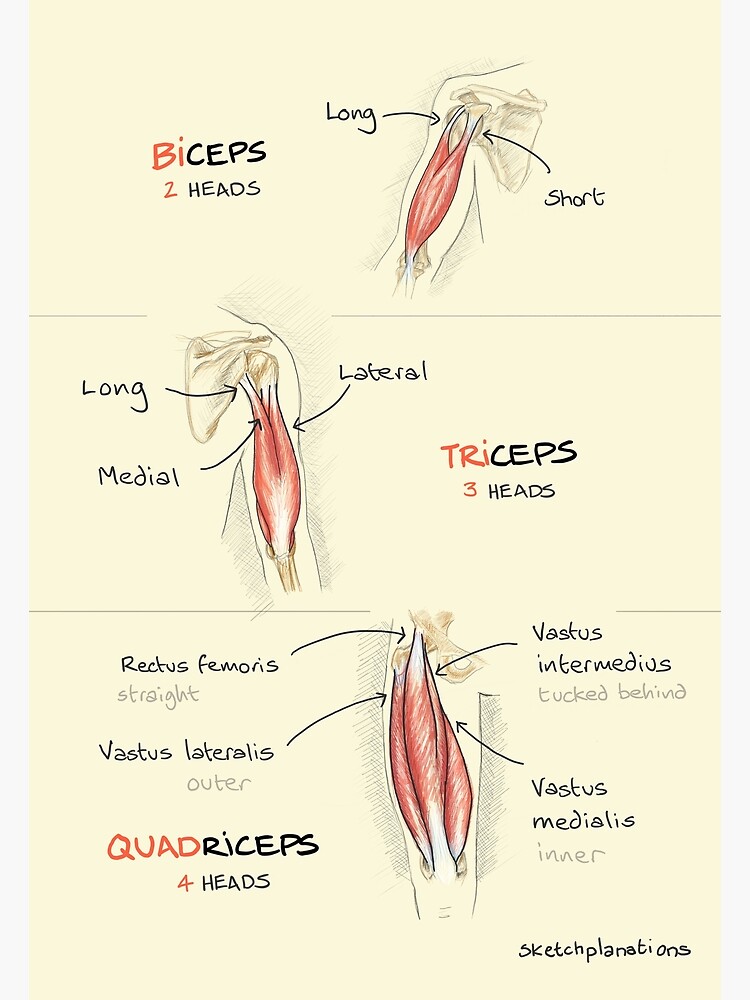 Biceps, triceps, quadriceps Photographic Print for Sale by sketchplanator