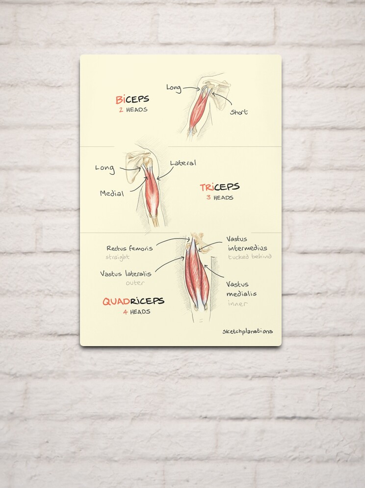 Biceps, triceps, quadriceps | Art Board Print