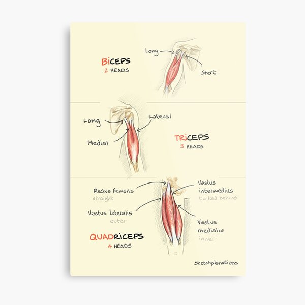 Biceps, triceps, quadriceps Metal Print