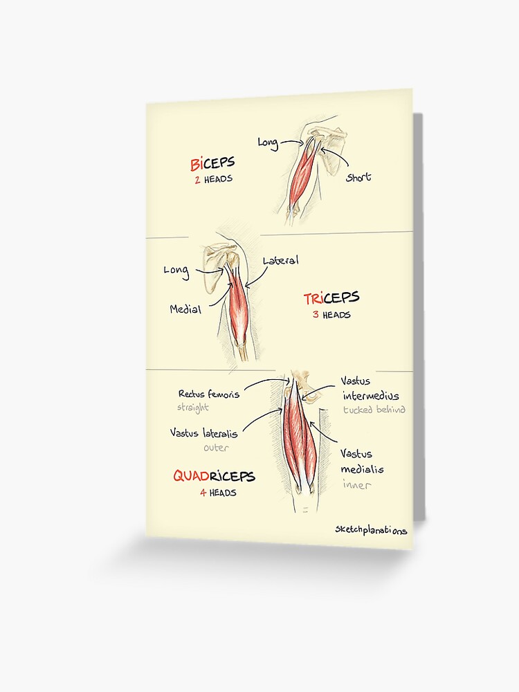 Biceps, triceps, quadriceps Greeting Card for Sale by sketchplanator