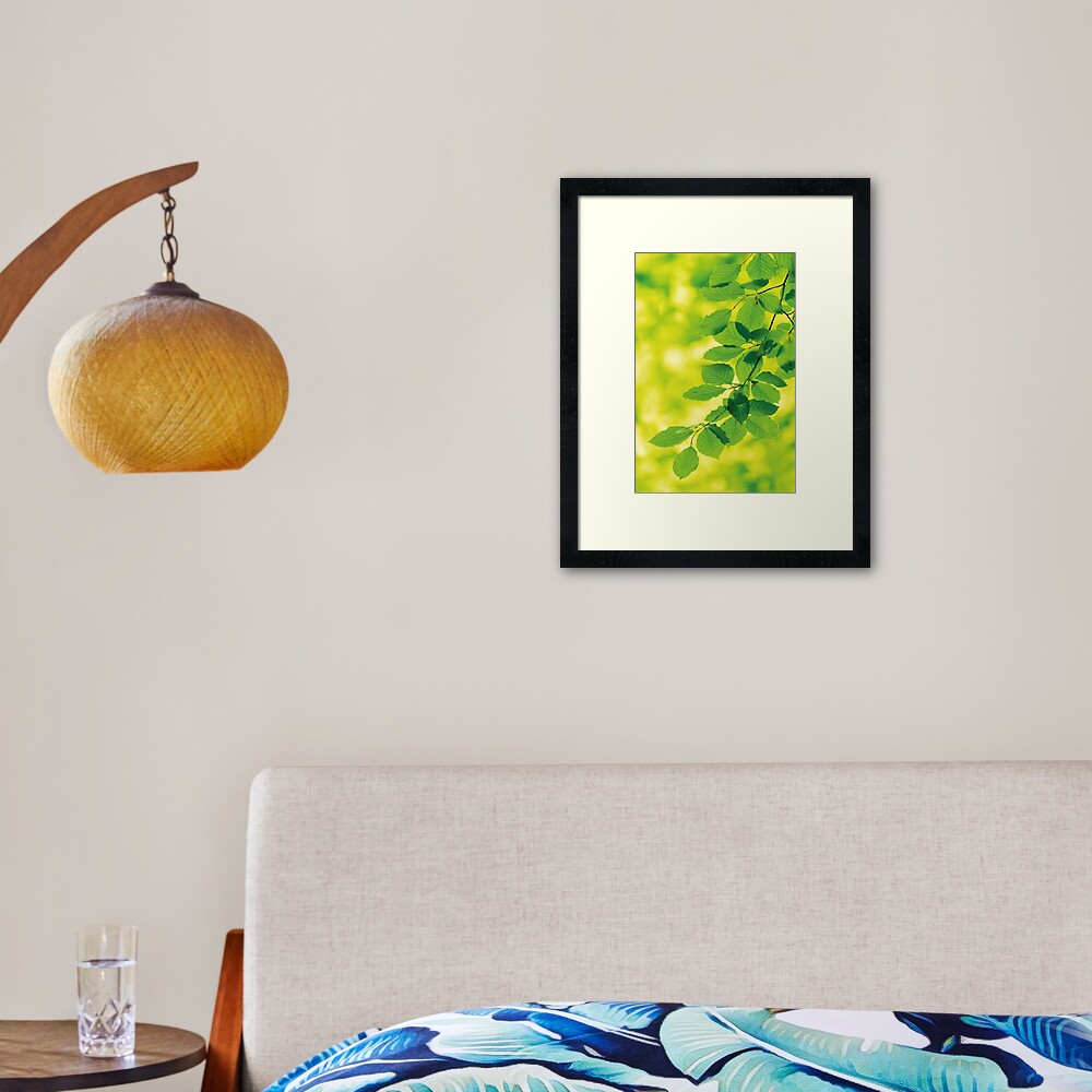 Buchenblätter im Frühling Gerahmter Kunstdruck
