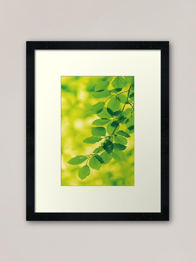 Thumbnail 2 von 7, Gerahmter Kunstdruck, Buchenblätter im Frühling designt und verkauft von Areetah.