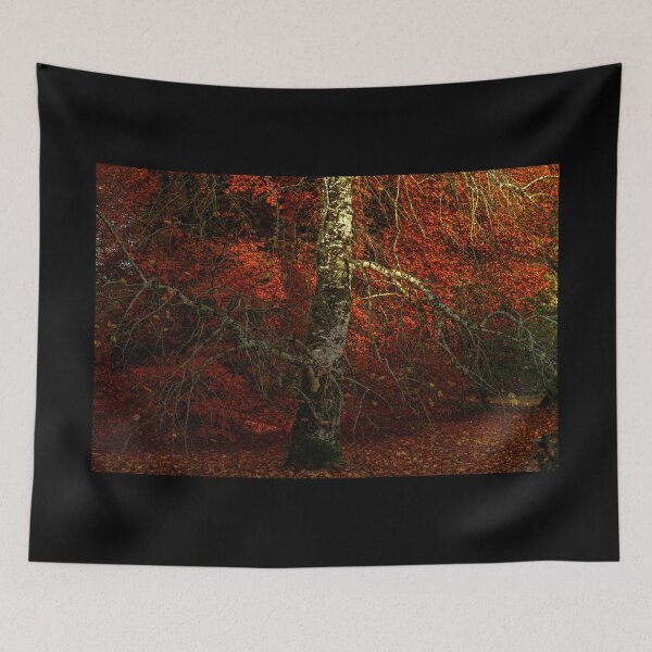 Item preview, Birch tree in an Irish autumn forest designed and sold by AlbertMi.