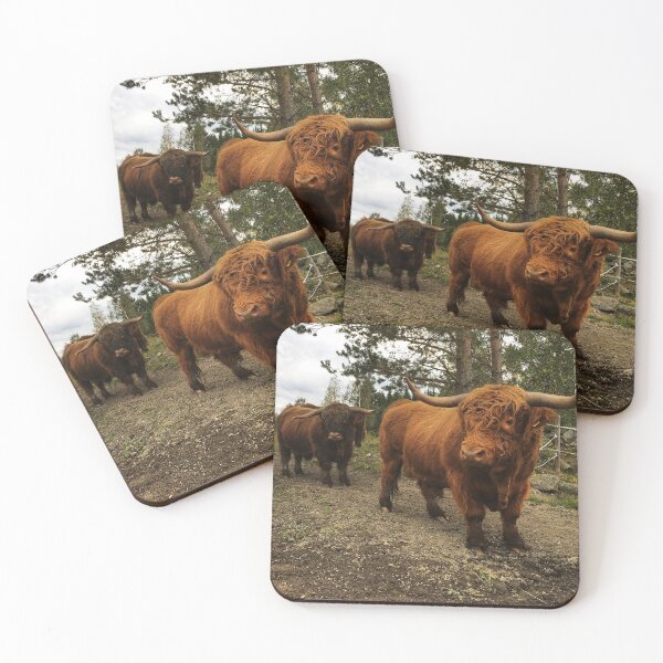 Item preview, Scottish Highland Cattle Bulls 2523 designed and sold by SaarelaHighland.