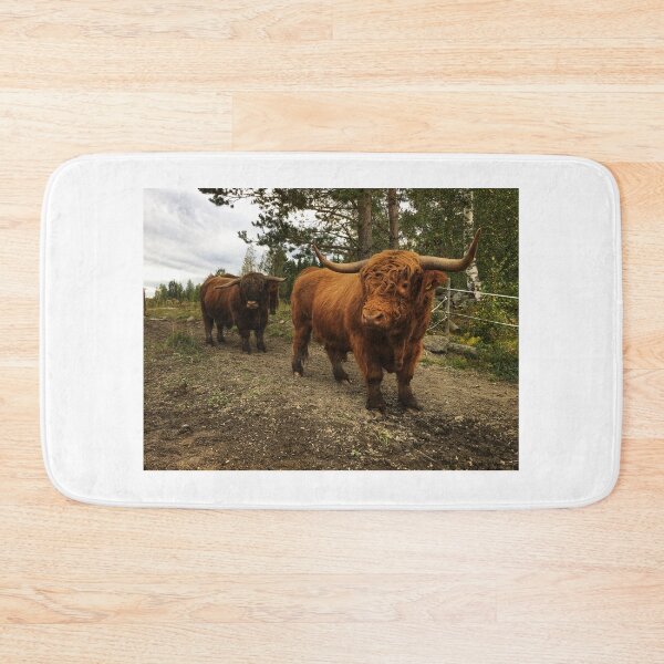 Item preview, Scottish Highland Cattle Bulls 2523 designed and sold by SaarelaHighland.