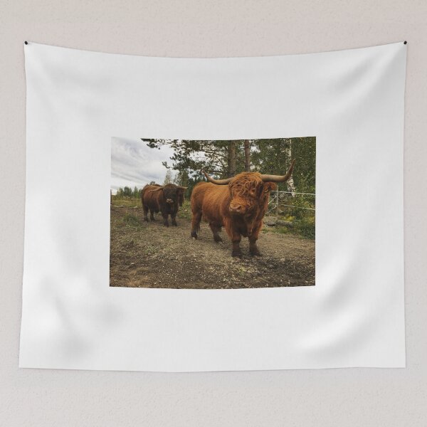 Item preview, Scottish Highland Cattle Bulls 2523 designed and sold by SaarelaHighland.