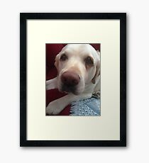 Grady the lab Framed Print