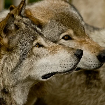 Artwork thumbnail, Timber Wolves by Michael Cummings