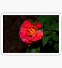Rose glory Sticker